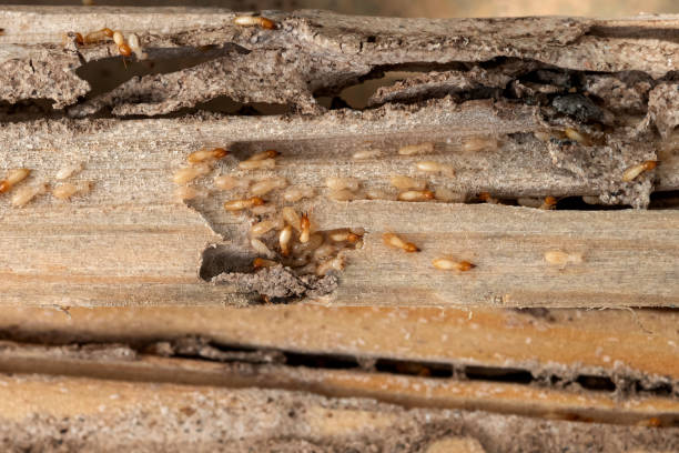 Best Wildlife Control Services  in Hanover, PA
